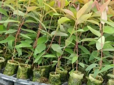 泉港涂嶺山林水源枯竭的警示 桉樹林種植與生態經營的反思