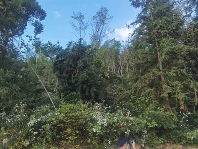 綠量雖“觸頂” 質量須“攻關”——湖南探索森林可持續經營新路徑