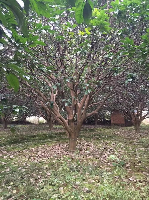 苗友苗木 目光長遠，樹木種植的未來可期