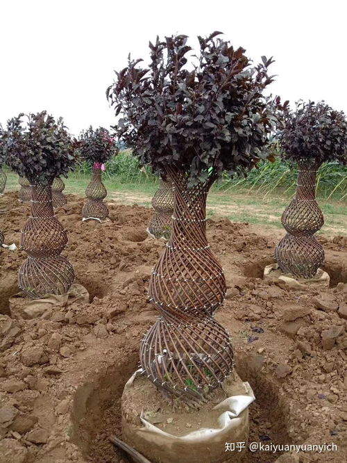 新款紫葉稠李、五角楓與小葉女貞編織造型苗木的種植指南