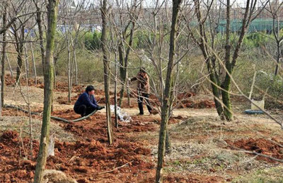 高成活率的秋冬苗木移栽技術，值得收藏！