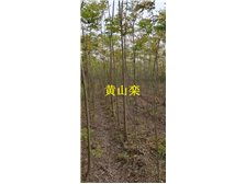 九江市林木種苗中心 打造綠色生態，引領優質樹木種植新篇章