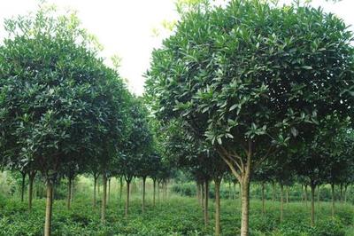 高價值樹木種植指南 選擇、策略與市場前景