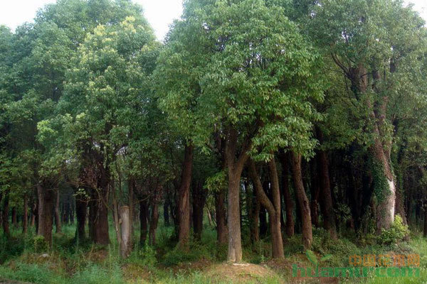 樹木移栽后長勢不良的常見原因與綜合救治方案