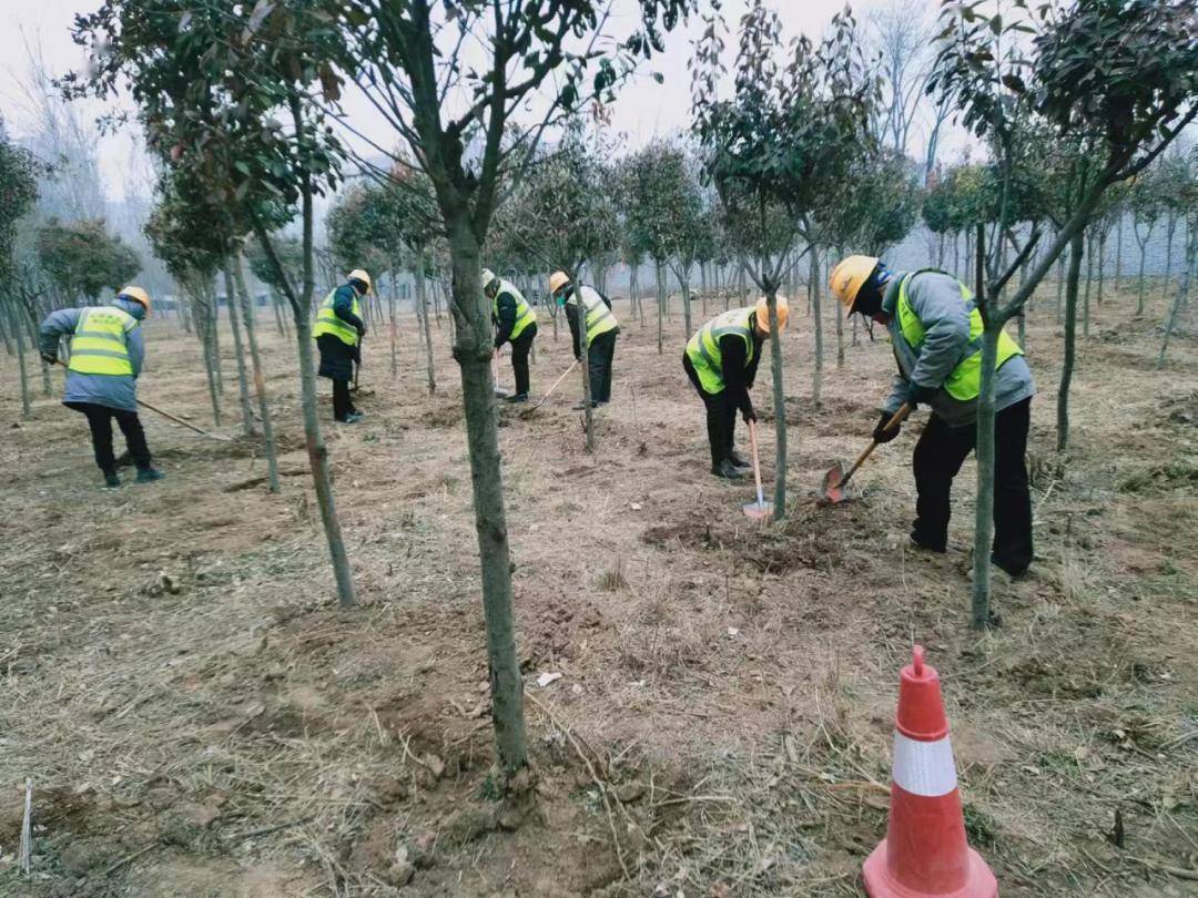 城市綠化精細化提升 喬灌木補栽與綠籬完善工程實踐